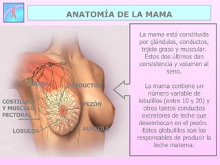 ANATOMÍA DE LA MAMA COSTILLAS Y MUSCULO PECTORAL La mama está constituida por glándulas, conductos, tejido graso y muscular. Estos dos últimos dan consistencia y volumen al seno. La mama contiene un número variable de lobulillos (entre 10 y 20) y otros tantos conductos excretores de leche que desembocan en el pezón.  Estos globulillos son los responsables de producir la leche materna. PEZÓN AUREOLA GRASA LOBULOS CONDUCTOS 