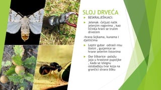 SLOJ DRVEĆA
 BESKRALJEŠNJACI:
 Jelenak –čeljust nalik
jelenjim rogovima , kao
ličinka hrani se trulim
drvećem
-hrana šojkama, kunama i
djetlićima
 Leptir gubar –odrasli nisu
štetni , gusjenice se
hrane zelenim listovima
 Ose šiškarice –polažu
jaja u hrastove pupoljke
, kada se izlegnu
oslobađaju tvar koja na
grančici stvara šišku
 