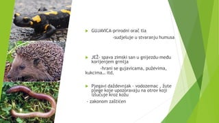  GUJAVICA-prirodni orač tla
-sudjeluje u stvaranju humusa
 JEŽ- spava zimski san u gnijezdu-među
korijenjem grmlja
-hrani se gujavicama, puževima,
kukcima… itd.
 Pjegavi daždevnjak – vodozemac , žute
pjege koje upozoravaju na otrov koji
izlučuje kroz kožu
- zakonom zaštićen
 