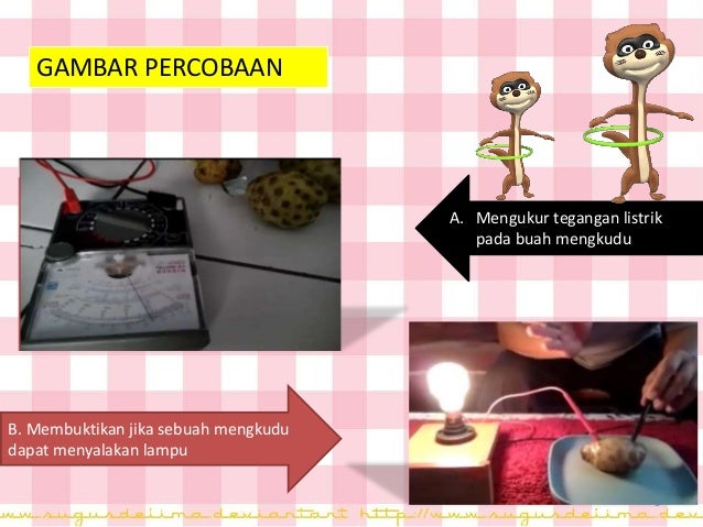PERCOBAAN LISTRIK BUAH MENGKUDU