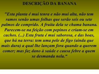 DESCRIÇÃO DA BANANA "Esta planta é mui tenra e não mui alta, não tem  ramos senão umas folhas que serão seis ou sete  palmos de comprido. A fruita dela se chama banana.  Parecem-se na feição com pepinos e criam-se em  cachos. (...) Esta fruta é mui saborosa, e das boas,  que há na terra: tem uma pele de figo (ainda que  mais dura) a qual lhe lançam fora quando a querem  comer; mas faz dano à saúde e causa febre a quem  se desmanda nela.“ 