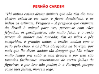 FERNÃO CARDIM “ Há outras castas destes animais que não têm tão mau cheiro; criam-se em casa, e ficam domésticos, e os índios os estimam. Preguiça – A preguiça que chamam do Brasil é animal para ver, parece-se com cães felpudos, os perdigueiros; são muito feios, e o rosto parece de mulher mal toucada; têm as mãos e pés compridos, e grandes unhas, e cruéis, andam com o peito pelo chão, e os filhos abraçados na barriga, por mais que lhe dêem, andam tão devagar que hão mister muito tempo pra subir a uma árvore, e por isso são tomados facilmente: sustentam-se de certas folhas de figueiras, e por isso não podem ir a Portugal, porque como lhes faltam, morrem logo.” 