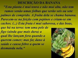 DESCRIÇÃO DA BANANA
  "Esta planta é mui tenra e não mui alta, não tem
   ramos senão umas folhas que serão seis ou sete
palmos de comprido. A fruita dela se chama banana.
Parecem-se na feição com pepinos e criam-se em
cachos. (...) Esta fruta é mui saborosa, e das boas,
que há na terra: tem uma pele de
figo (ainda que mais dura) a
qual lhe lançam fora quando a
querem comer; mas faz dano à
saúde e causa febre a quem se
desmanda nela.“
 