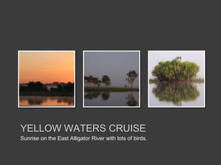 Sunrise on the East Alligator River with lots of birds.
YELLOW WATERS CRUISE
 