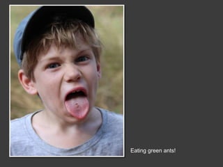 Eating green ants!
 