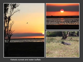 Kakadu sunset and water buffalo
 