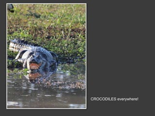 CROCODILES everywhere!
 
