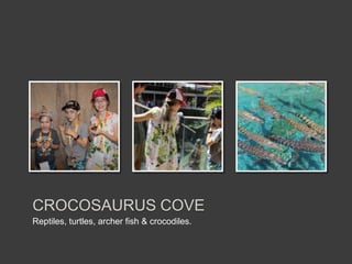 Reptiles, turtles, archer fish & crocodiles.
CROCOSAURUS COVE
 