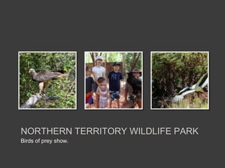 Birds of prey show.
NORTHERN TERRITORY WILDLIFE PARK
 