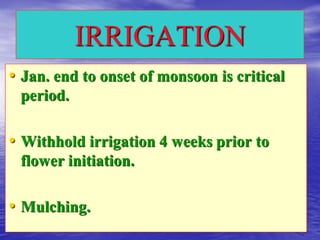 IRRIGATION
• Jan. end to onset of monsoon is critical
period.
• Withhold irrigation 4 weeks prior to
flower initiation.
• Mulching.
 