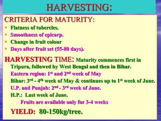 HARVESTING:
CRITERIA FOR MATURITY:
• Flatness of tubercles.
• Smoothness of epicarp.
• Change in fruit colour
• Days after fruit set (55-80 days).
HARVESTING TIME: Maturity commences first in
Tripura, followed by West Bengal and then in Bihar.
Eastern region: 1st and 2nd week of May
Bihar: 3rd - 4th week of May & continues up to 1st week of June.
U.P. and Punjab: 2nd - 3rd week of June.
H.P.: Last week of June.
Fruits are available only for 3-4 weeks
YIELD: 80-150kg/tree.
 