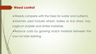 Weed control 
Weeds compete with the trees for water and nutrients. 
Mulches used include wheat, barley or rice straw, hay, 
sorghum stubble and similar materials. 
Reduce costs by growing mulch material between the 
rows for later slashing. 
 
