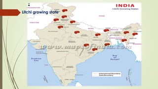 Litchi growing state 
 