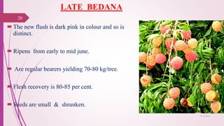 LATE BEDANA
The new flush is dark pink in colour and so is
distinct.
Ripens from early to mid june.
 Are regular bearers yielding 70-80 kg/tree.
Flesh recovery is 80-85 per cent.
Seeds are small & shrunken.
25-10-2016
20
 