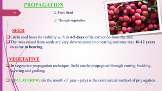 PROPAGATION
 From Seed
 Through vegetative.
Litchi seed loses its viability with in 4-5 days of its extraction from the fruit.
The trees raised from seeds are very slow to come into bearing and may take 10-12 years
to come to bearing.
 In vegetative propagation technique, litchi can be propagated through cutting, budding,
layering and grafting.
 AIR LAYERING (in the month of june - july) is the commercial method of propagation.
SEED
VEGETATIVE
25
25-10-2016
 