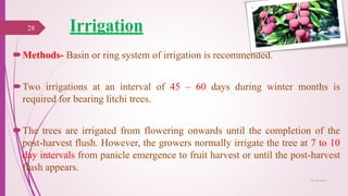 Methods- Basin or ring system of irrigation is recommended.
Two irrigations at an interval of 45 – 60 days during winter months is
required for bearing litchi trees.
The trees are irrigated from flowering onwards until the completion of the
post-harvest flush. However, the growers normally irrigate the tree at 7 to 10
day intervals from panicle emergence to fruit harvest or until the post-harvest
flush appears.
Irrigation28
25-10-2016
 