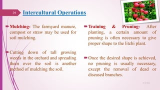 Intercultural Operations
Mulching- The farmyard manure,
compost or straw may be used for
soil mulching.
Cutting down of tall growing
weeds in the orchard and spreading
them over the soil is another
method of mulching the soil.
Training & Pruning- After
planting, a certain amount of
pruning is often necessary to give
proper shape to the litchi plant.
Once the desired shape is achieved,
no pruning is usually necessary,
except the removal of dead or
diseased branches.
29
25-10-2016
 