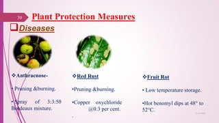 Plant Protection Measures
Diseases
30
25-10-2016
Anthracnose-
• Pruning &burning.
• Spray of 3:3:50
Bordeaux mixture.
Red Rust
•Pruning &burning.
•Copper oxychloride
@0.3 per cent.
.
Fruit Rot
• Low temperature storage.
•Hot benomyl dips at 48° to
52°C.
 