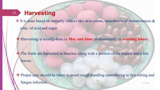 Harvesting
 It is done based on maturity indices like skin colour, smoothness of protuberances &
conc. of acid and sugar.
 Harvesting is usually done in May and June predominantly in morning hours.
 The fruits are harvested in bunches along with a portion of the branch and a few
leaves.
 Proper care should be taken to avoid rough handling contributing to fast rotting and
fungus infection.
33
25-10-2016
 
