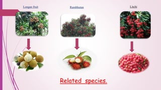 Longan fruit Rambhutan Litchi
Related species.
 