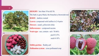 HEIGHT- less than 19 m (62 ft)
The bark is grey-black, the branches a brownish-red.
ROOT- shallow rooted
Leaves- compound with leaflets in 2-4 pairs
Flowers - small, yellowish-white
Inflorescence- compound raceme
Fruit type- nut, contain:- aril- 70-86%
peel-8-15%
seed-4-18%
Edible portion- fleshly aril
Pollination system: cross pollinated crop
6
25-10-2016
 