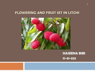 FLOWERING AND FRUIT SET IN LITCHIFLOWERING AND FRUIT SET IN LITCHI
HASEENA BIBI
11-41-323
1
 