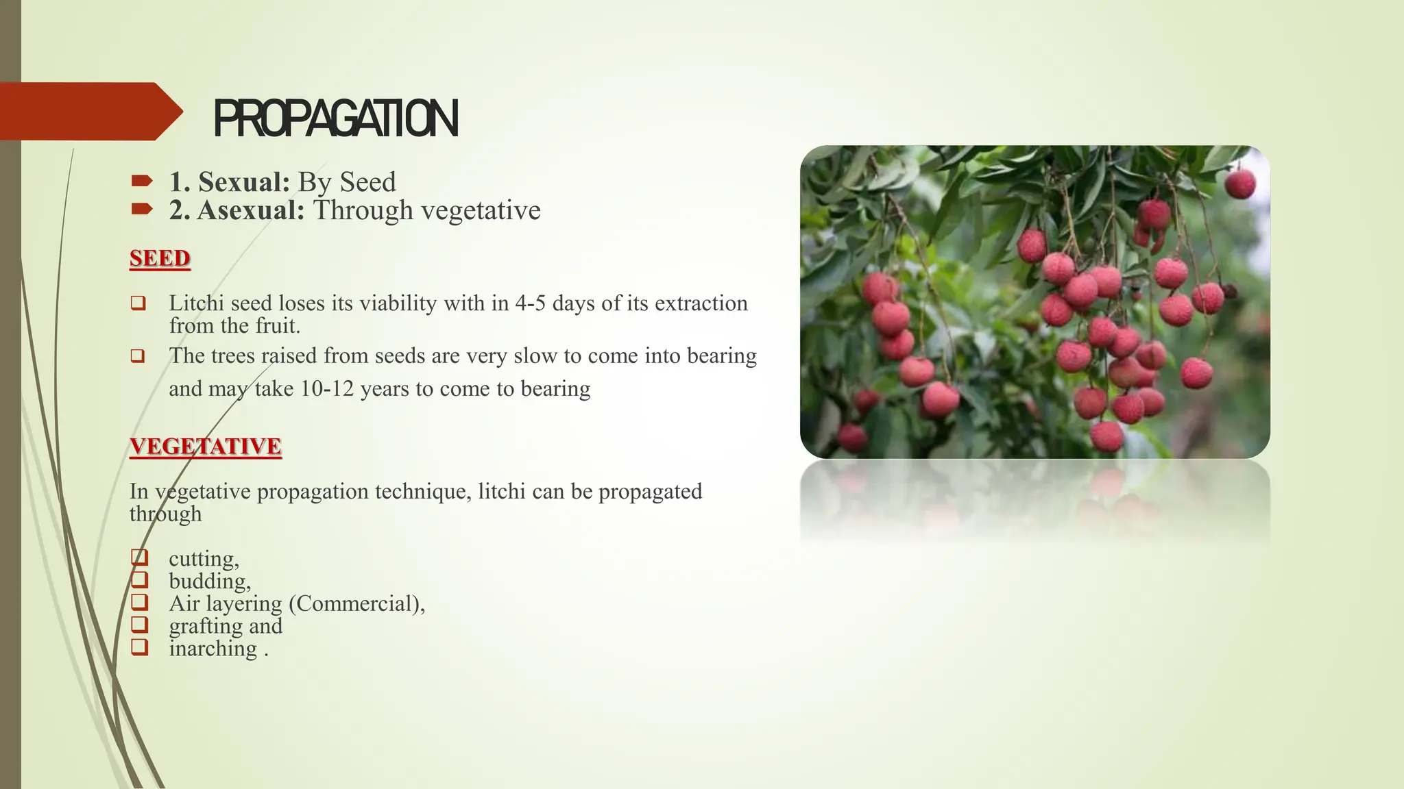 Production technology of Litchi-Fruit.pptx