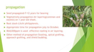 propagation
 Seed propagated-7-12 years for bearing
 Vegetatively propagation-Air layering(common and
easiest) on 1 year old shoot.
 Root stock-Litchi philippiensis.
 Appropriate time for propagation-july to October.
 IBA@200ppm is used –effective rooting in air layering.
 Other method of propagation-Stooling, apical grafting,
approach grafting, and shield budding.
 