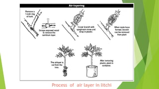 Process of air layer in litchi
 