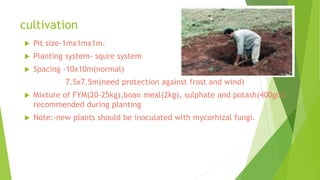 cultivation
 Pit size-1mx1mx1m.
 Planting system- squre system
 Spacing -10x10m(normal)
7.5x7.5m(need protection against frost and wind)
 Mixture of FYM(20-25kg),boan meal(2kg), sulphate and potash(400gm)
recommended during planting
 Note:-new plants should be inoculated with mycorhizal fungi.
 