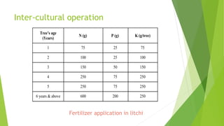 Inter-cultural operation
Tree’s age
N (g) P (g) K (g/tree)
(Years)
1 75 25 75
2 100 25 100
3 150 50 150
4 250 75 250
5 250 75 250
6 years & above 600 200 250
Fertilizer application in litchi
 