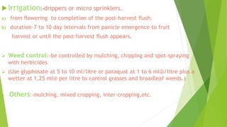 Irrigation:-drippers or micro sprinklers.
a) from ﬂowering to completion of the post-harvest ﬂush.
b) duration-7 to 10 day intervals from panicle emergence to fruit
harvest or until the post-harvest ﬂush appears.
 Weed control:-be controlled by mulching, chipping and spot-spraying
with herbicides
 (Use glyphosate at 5 to 10 ml/litre or paraquat at 1 to 6 ml@/litre plus a
wetter at 1,25 ml@ per litre to control grasses and broadleaf weeds.)
 -Others:-mulching, mixed cropping, inter-cropping,etc.
 