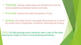  Training: making a good shape and strong frame work by
removing dead and diseased branch and shoot.
 Prunning:-improve the yield and quality of fruits.
 Girdling: The Indian farmer may girdle the branches or trunk of
his lychee trees in September to enhance flowering and fruiting.
Note:-In India pruning occurs indirectly when a part of the shoot
bearing the cluster of fruit is removed during harvesting.
 