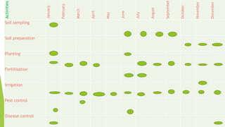 Activities
January
February
March
April
May
June
July
August
September
October
November
December
Soil sampling
Soil preparation
Planting
Fertilisation
Irrigation
Pest control
Disease control
 