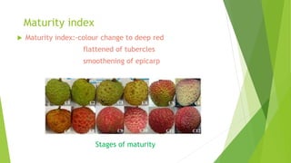 Maturity index
 Maturity index:-colour change to deep red
flattened of tubercles
smoothening of epicarp
Stages of maturity
 