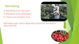 Harvesting
 Harvesting time:-May-june.
 Maturation time:-50-60 days
 Litchi is non climatric fruit.
Harvesting style:-bunch along with a portion of the branch
and a few leaf.
 