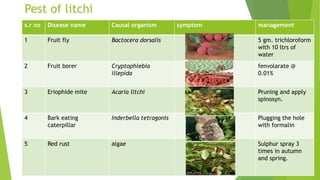 Pest of litchi
s.r no Disease name Causal organism symptom management
1 Fruit fly Bactocera dorsalis 5 gm. trichloroform
with 10 ltrs of
water
2 Fruit borer Cryptophlebia
illepida
fenvolarate @
0.01%
3 Eriophide mite Acaria litchi Pruning and apply
spinosyn.
4 Bark eating
caterpillar
Inderbella tetragonis Plugging the hole
with formalin
5 Red rust algae Sulphur spray 3
times in autumn
and spring.
 