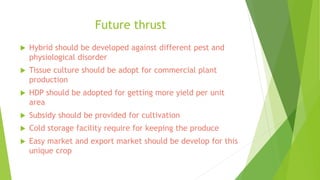 Future thrust
 Hybrid should be developed against different pest and
physiological disorder
 Tissue culture should be adopt for commercial plant
production
 HDP should be adopted for getting more yield per unit
area
 Subsidy should be provided for cultivation
 Cold storage facility require for keeping the produce
 Easy market and export market should be develop for this
unique crop
 