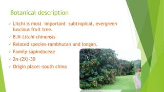 Botanical description
 Litchi is most important subtropical, evergreen
luscious fruit tree.
 B.N-Litchi chinensis
 Related species-rambhutan and longan.
 Family-sapindaceae
 2n-(2X)-30
 Origin place:-south china
 
