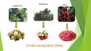 Longan fruit
Rambhutan litchi
3 fruits having same family
 