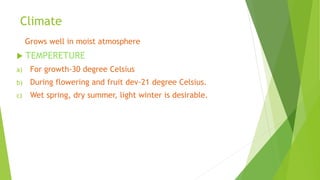 Climate
Grows well in moist atmosphere
 TEMPERETURE
a) For growth-30 degree Celsius
b) During flowering and fruit dev-21 degree Celsius.
c) Wet spring, dry summer, light winter is desirable.
 