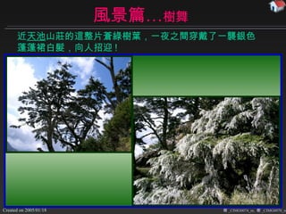 風景篇… 樹舞 樹 _CIMG0074_m,  樹 _CIMG0070_m, 近 天池 山莊 的這整片蒼綠樹葉， 一夜之間穿戴了一襲 銀色蓬蓬裙白髮， 向人招迎 ! 