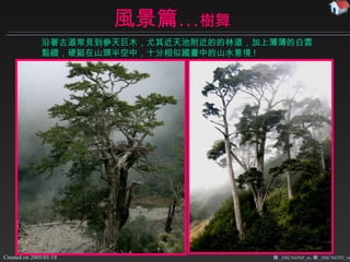 風景篇… 樹舞 樹 _DSCN6569_m, 樹 _DSCN6592_m 沿著古道常見到參天巨木 ， 尤其近天池附近的的林道 ，加上薄薄的白雲點綴， 硬挺在山頭半空中 ，十分相 似國畫中的山水意境 ! 