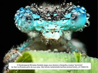 O fisioterapeuta Miroslaw Swietek pegou sua câmera e fotografou insetos “dormindo” às 3am na floresta perto de sua casa. http://photo.net/photodb/member-photos?photo_id=10849135 