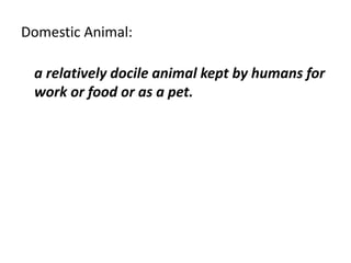Domestic Animal:
a relatively docile animal kept by humans for
work or food or as a pet.
 