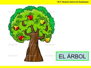 I.E.P «Nuestra Señora de Guadalupe»I.E.P «Nuestra Señora de Guadalupe»
EL ÁRBOL
 