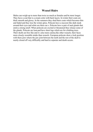 Weasel Hairs
Males can weigh up to more than twice as much as females and be more longer.
They have a coat that is a cream color with back layers. In winter their coats are
thick smooth and glossy. In the summers they shed there coats which becomes thin
and faded and they lose the winter gloss. Polecats have a raccoon like dark mask
around their eyes and white are there ear s. Polecats have a pair of anal glands that
emits a strong smell. When polecats are excited or threatened they release some of
the glands. Polecats are lean,and have short legs which are for climbing trees .
Their skulls are box like and it s also more canine,like other weasels; their faces
more closely resemble minks than weasels. European polecats show a lock position
with there jaws where the jaw joint between the teeth and the rest of the skull is
nearly closed off very difficultly and hard to separate and death occurs.
 