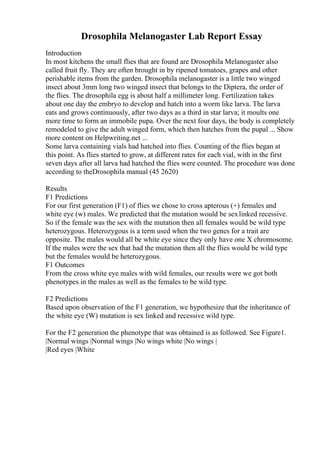 Drosophila Melanogaster Lab Report Essay
Introduction
In most kitchens the small flies that are found are Drosophila Melanogaster also
called fruit fly. They are often brought in by ripened tomatoes, grapes and other
perishable items from the garden. Drosophila melanogaster is a little two winged
insect about 3mm long two winged insect that belongs to the Diptera, the order of
the flies. The drosophila egg is about half a millimeter long. Fertilization takes
about one day the embryo to develop and hatch into a worm like larva. The larva
eats and grows continuously, after two days as a third in star larva; it moults one
more time to form an immobile pupa. Over the next four days, the body is completely
remodeled to give the adult winged form, which then hatches from the pupal ... Show
more content on Helpwriting.net ...
Some larva containing vials had hatched into flies. Counting of the flies began at
this point. As flies started to grow, at different rates for each vial, with in the first
seven days after all larva had hatched the flies were counted. The procedure was done
according to theDrosophila manual (45 2620)
Results
F1 Predictions
For our first generation (F1) of flies we chose to cross apterous (+) females and
white eye (w) males. We predicted that the mutation would be sexlinked recessive.
So if the female was the sex with the mutation then all females would be wild type
heterozygous. Heterozygous is a term used when the two genes for a trait are
opposite. The males would all be white eye since they only have one X chromosome.
If the males were the sex that had the mutation then all the flies would be wild type
but the females would be heterozygous.
F1 Outcomes
From the cross white eye males with wild females, our results were we got both
phenotypes in the males as well as the females to be wild type.
F2 Predictions
Based upon observation of the F1 generation, we hypothesize that the inheritance of
the white eye (W) mutation is sex linked and recessive wild type.
For the F2 generation the phenotype that was obtained is as followed. See Figure1.
|Normal wings |Normal wings |No wings white |No wings |
|Red eyes |White
 
