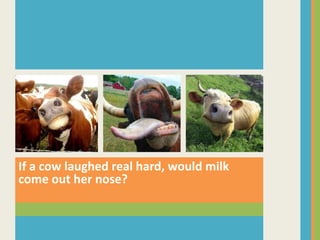 If a cow laughed real hard, would milk
come out her nose?
 