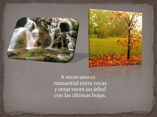 A veces uno es
manantial entre rocas
y otras veces un árbol
con las últimas hojas.
 